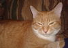 Annabell - ADOPTED