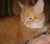 Annabell - ADOPTED