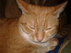 Annabell - ADOPTED