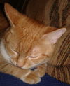 Annabell - ADOPTED