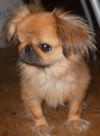Blake-ADOPTED