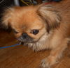Blake-ADOPTED