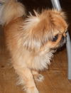 Blake-ADOPTED