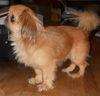 Blake-ADOPTED