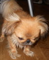 Blake-ADOPTED