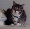 Blizzard-ADOPTED