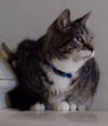 Blizzard-ADOPTED