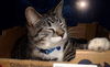 Blizzard-ADOPTED
