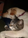 Blizzard-ADOPTED
