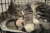 Blizzard-ADOPTED