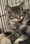 Blizzard-ADOPTED