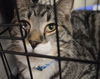 Blizzard-ADOPTED