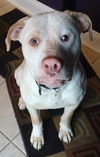 Boone ADOPTED