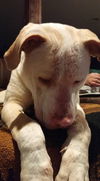 Boone ADOPTED