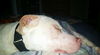 Boone ADOPTED