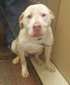 Boone ADOPTED