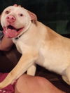 Boone ADOPTED