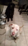 Boone ADOPTED