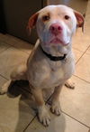 Boone ADOPTED