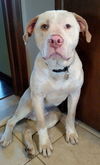Boone ADOPTED