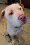 Boone ADOPTED