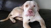 Boone ADOPTED