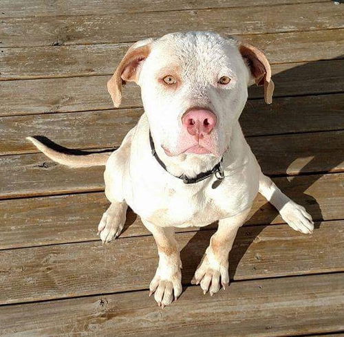 Boone ADOPTED