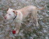 Boone ADOPTED