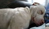 Boone ADOPTED