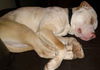 Boone ADOPTED