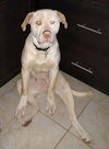 Boone ADOPTED
