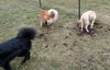 Boone ADOPTED