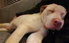 Boone ADOPTED