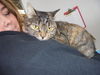 Priscilla - ADOPTED