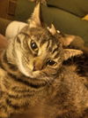 Priscilla - ADOPTED