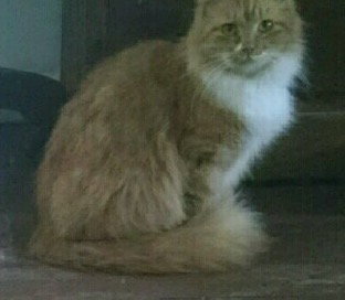 C30 Litter-Mickey-ADOPTED