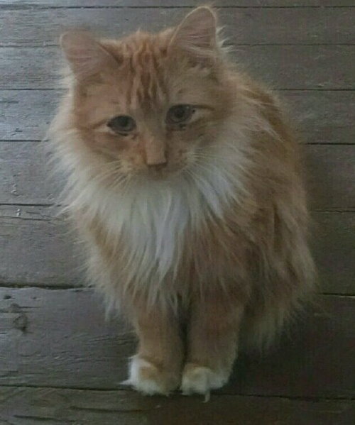C30 Litter-Romeo-ADOPTED