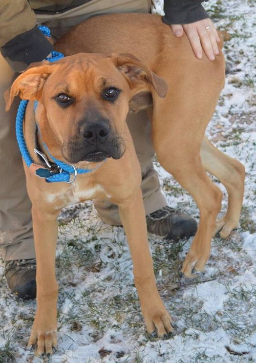 Carter-ADOPTED