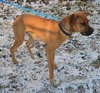 Carter-ADOPTED