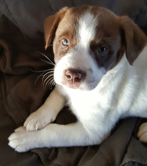 D16 Litter-Austin-ADOPTED