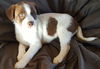 D16 Litter-Austin-ADOPTED
