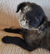 D16 Litter-Phoenix-ADOPTED