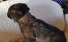D16 Litter-Phoenix-ADOPTED
