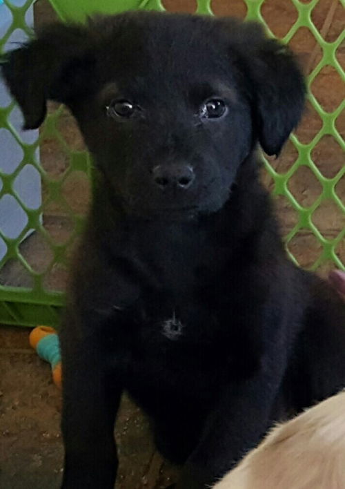 D16 Litter-Phoenix-ADOPTED