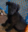 D16 Litter-Phoenix-ADOPTED