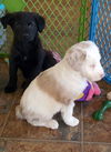 D16 Litter-Phoenix-ADOPTED
