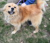 Canella-ADOPTED