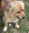 Canella-ADOPTED
