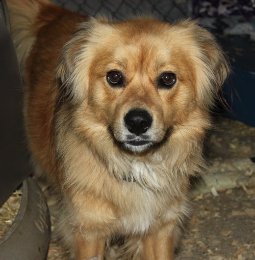 Canella-ADOPTED
