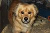Canella-ADOPTED